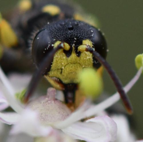 Cerceris rybyensis